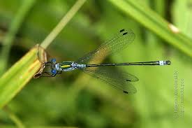 Attēlu rezultāti vaicājumam “Lestes sponsa”