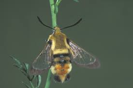 Attēlu rezultāti vaicājumam “Hemaris tityus”