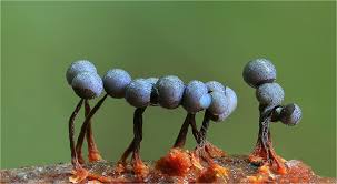 Attēlu rezultāti vaicājumam “Cribraria aurantiaca”