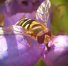 Attēlu rezultāti vaicājumam “Syrphidae”