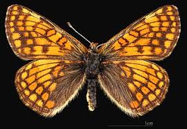 Attēlu rezultāti vaicājumam “Euphydryas maturna upperside”