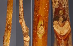 Attēlu rezultāti vaicājumam “Gymnocladus dioicus bud”