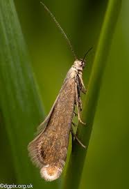Attēlu rezultāti vaicājumam “Glyphipterigidae”