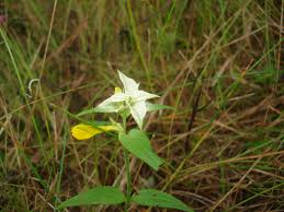 Attēlu rezultāti vaicājumam “Melampyrum nemorosum”