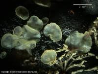 Attēlu rezultāti vaicājumam “Hyalorbilia inflatula”