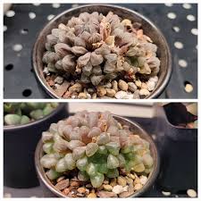 Image result for Haworthia mix