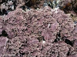 Attēlu rezultāti vaicājumam “Rhodophyta”