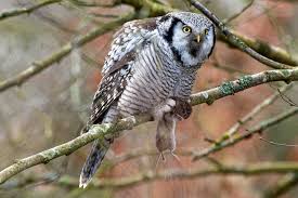 Image result for Surnia ulula