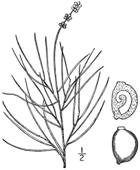 Attēlu rezultāti vaicājumam “Stuckenia filiformis”