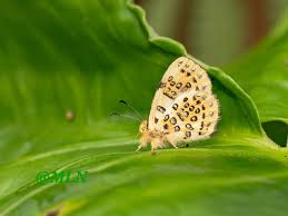 Attēlu rezultāti vaicājumam “Euphydrias aurinia upperside”