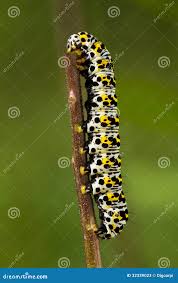 Attēlu rezultāti vaicājumam “Shargacucullia scrophulariae”