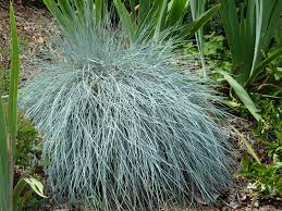 Attēlu rezultāti vaicājumam “Festuca polesica”