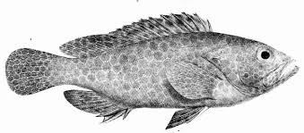 Image result for Epinephelus andersoni