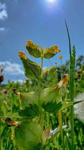Attēlu rezultāti vaicājumam “Rhinanthus minor”
