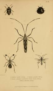 Attēlu rezultāti vaicājumam “Diaperis boleti nest”