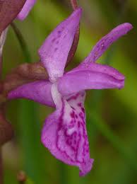 Attēlu rezultāti vaicājumam “Dactylorhiza traunsteineri”