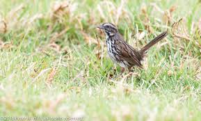 Image result for Melospiza melodia