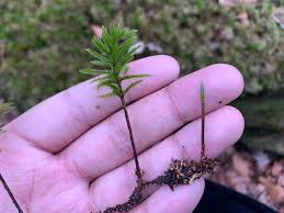 Attēlu rezultāti vaicājumam “Lophozia longidens”