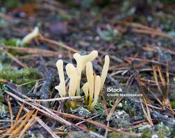 Attēlu rezultāti vaicājumam “Clavaria argillacea”