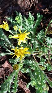 Attēlu rezultāti vaicājumam “Senecio vernalis leaf”