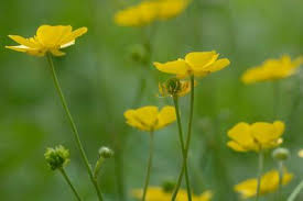 Attēlu rezultāti vaicājumam “Ranunculus acris”