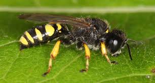 Attēlu rezultāti vaicājumam “Cribraria rubiginosa macro”