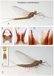 Attēlu rezultāti vaicājumam “Ephemeroptera imago”