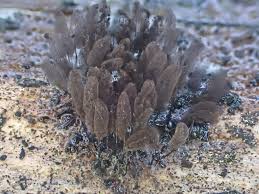 Attēlu rezultāti vaicājumam “Stemonaria irregularis stalked”