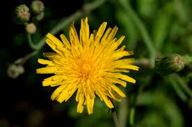 Attēlu rezultāti vaicājumam “Sonchus arvensis subsp. uliginosus flower”