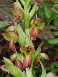 Attēlu rezultāti vaicājumam “Coeloglossum viride leaf”