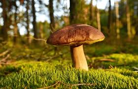 Attēlu rezultāti vaicājumam “Boletales”