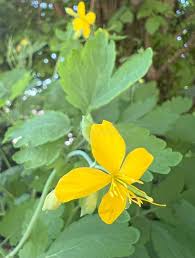 Attēlu rezultāti vaicājumam “Chelidonium majus bud”