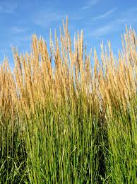 Attēlu rezultāti vaicājumam “Najas tenuissima leaf”