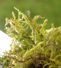 Attēlu rezultāti vaicājumam “Eurhynchium praelongum”