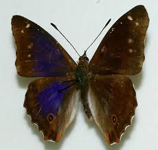 Attēlu rezultāti vaicājumam “Apatura iris male”