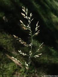 Attēlu rezultāti vaicājumam “Poa nemoralis leaf”