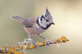 Attēlu rezultāti vaicājumam “Lophophanes cristatus”