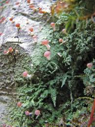 Attēlu rezultāti vaicājumam “Baeomyces rufus”