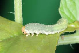 Attēlu rezultāti vaicājumam “Allantus cinctus”