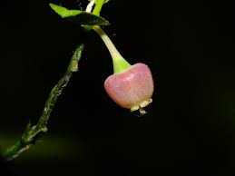 Attēlu rezultāti vaicājumam “Vaccinium myrtillus fruit”