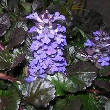 Image result for Ajuga reptans