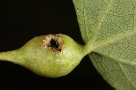 Attēlu rezultāti vaicājumam “Contarinia petioli”