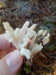 Attēlu rezultāti vaicājumam “Clavulina rugosa”