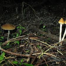 Attēlu rezultāti vaicājumam “Psilocybe sp.”