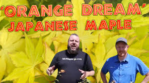 Image result for Acer palmatum `Orange Dream`