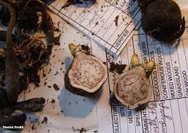 Attēlu rezultāti vaicājumam “Cordyceps ophioglossoides”