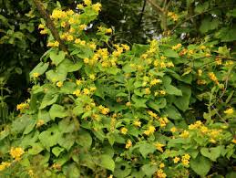 Attēlu rezultāti vaicājumam “Thladiantha dubia”