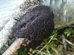 Attēlu rezultāti vaicājumam “Symphytocarpus flaccidus macro”