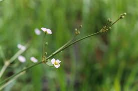 Attēlu rezultāti vaicājumam “Alisma lanceolatum”