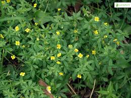 Image result for Potentilla tormentilla